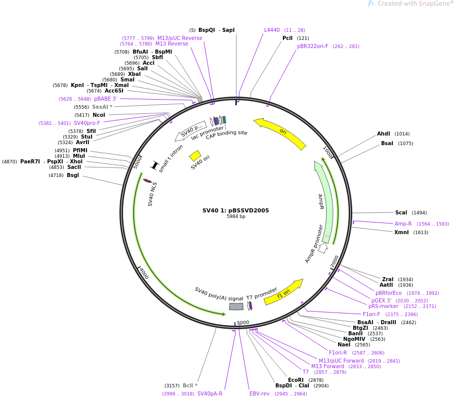 SV40 1-pBSSVD2005质粒图谱